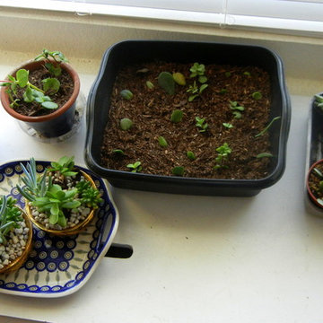 Succulents