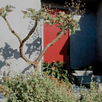 Modern Garden Entry with towering Kalanchoe beherensis
