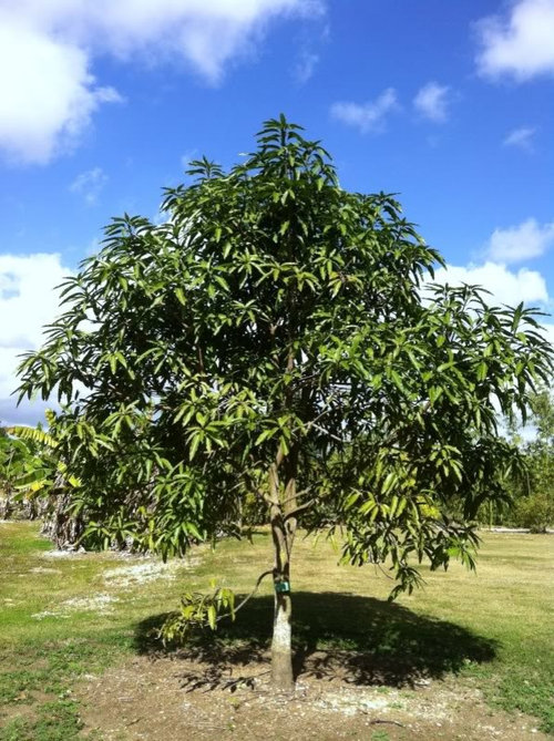 Fruit and Spice Park Visit (Lots of pics)