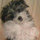 webuser_8826402