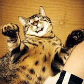 Nic Johnson's photo