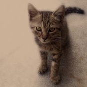 Max Shen's photo