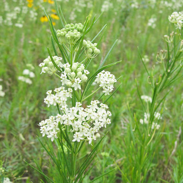 Asclepias verticillata