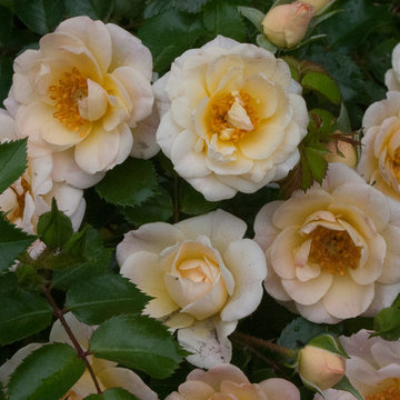 Oso Easy® Honey Bun Landscape Roses