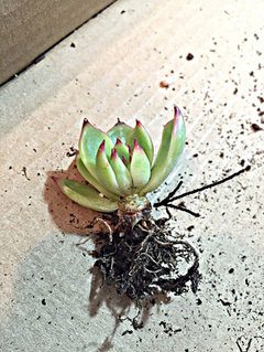 Succulent Leaves Turning Yellow | Houzz Forum