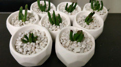 Covering soil of indoor plants with rocks or gravel? OK or not OK? | Houzz  Forum