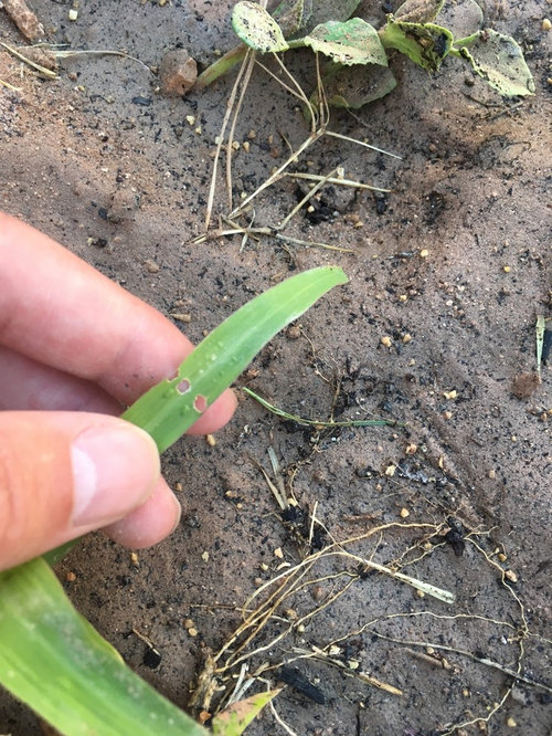 Something Eating My Corns