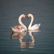 Marija Cvijovic's photo