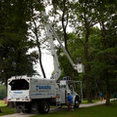 Sauers Tree & Landscape Service, Inc.'s profile photo