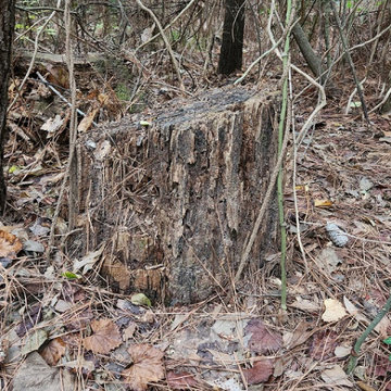 Tree Removal & Stump Removal