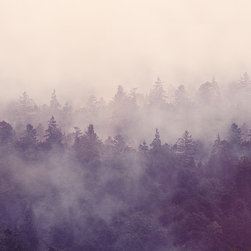 Fir Forest - Wallpaper