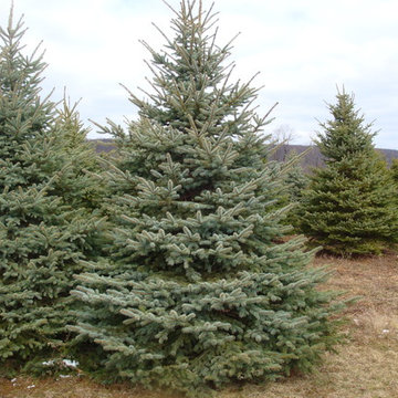 Our in house nursery: Kelmar Nursery. Colorado Blue Spruce