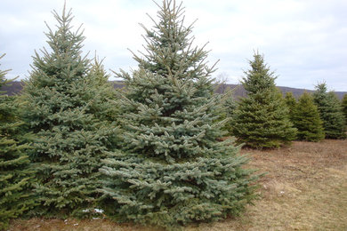 This is an example of a modern landscaping in New York.