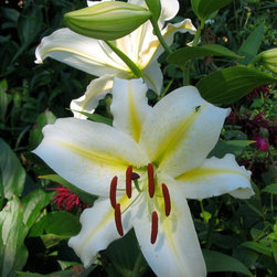 Lilies - Products