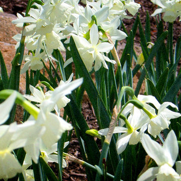 Dashing Daffodils