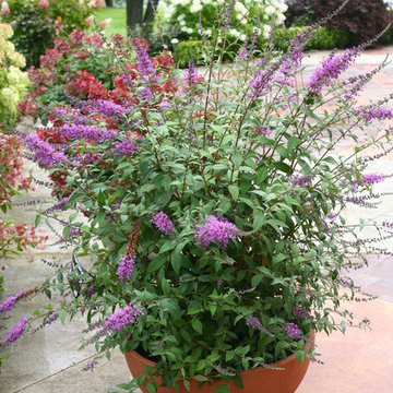 InSpired™ Violet Butterfly Bush