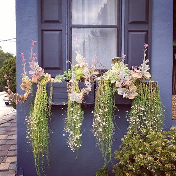 Succulent Terraces - Silver Lake