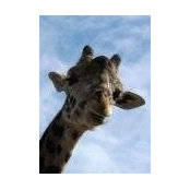 Christopher Lacy-Hulbert's photo