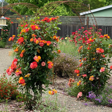 Roses in a California Resilient Garden