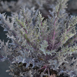 Current Featured Plants - Products