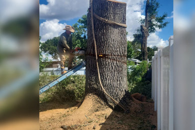 Crane Assisted Tree Removal