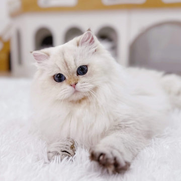 British Longhair Cats: Discover Your Fur-ever Friend at CatKing Cattery