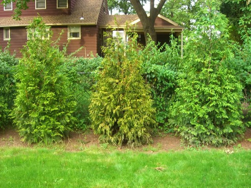One of 30 Green Giant Arborvitae turning yellow