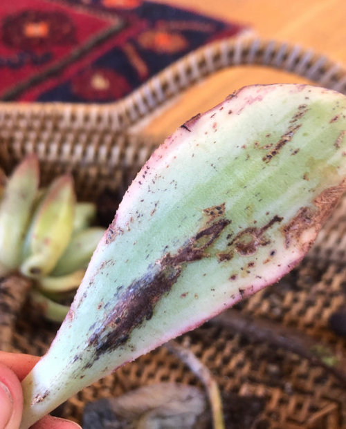 Help! What is killing my plants?