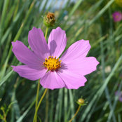 Susan Hanson's photo