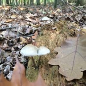 Daniela Dadak's photo
