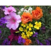 Laurie Watson's photo