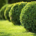 Chris T Tree Services And Lawn LLC's profile photo