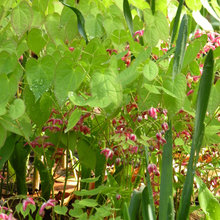 full SHADE plants