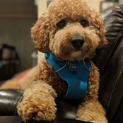Allison Selwin's photo