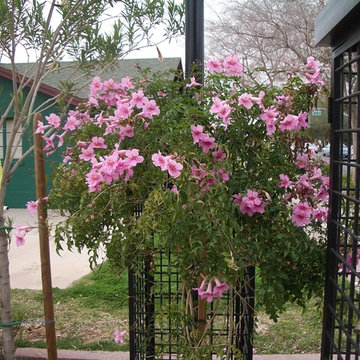 Vines for the Lower Desert