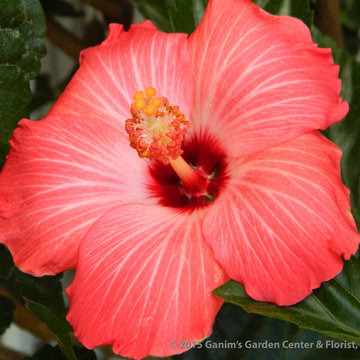 Tropicals
