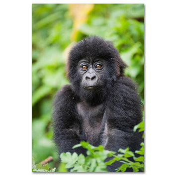 "Gorillas 1" by Robert Harding Picture Library, Canvas Art, 12"x19"