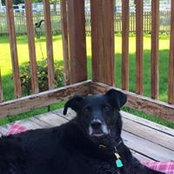 Lisa Pellow-Stoner's photo