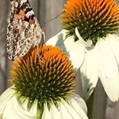 Hallie Tyler's photo