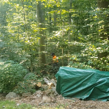 Deep River CT Tree Removal