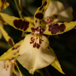 orchids - Products
