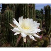Bertha Salinas's photo