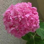 Fatma Ciftci's photo