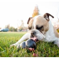 KONG Extreme Dog Treat Toy - Dog Toys