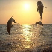 Rania Soliman's photo