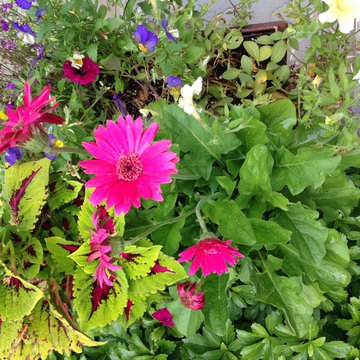 Summer containers