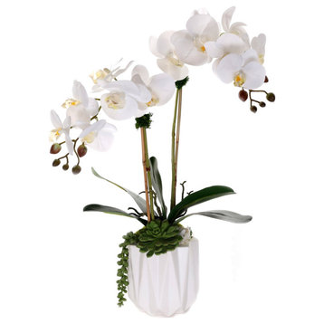Real Touch Phalaenopsis Orchids with Succulent in White Dimensional Pot