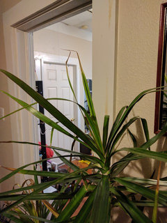 My red edged dracaena is browning from the tips and dropping leaves! |  Houzz Forum