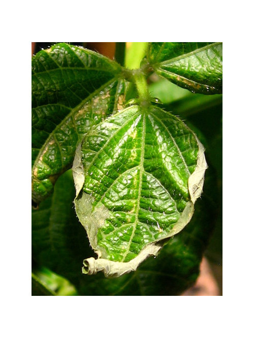 Bean Disease Spots on leaves