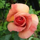 Berna Guvenc's photo